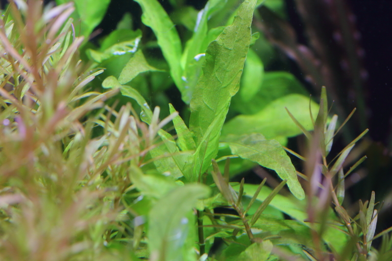 植栽から57日目